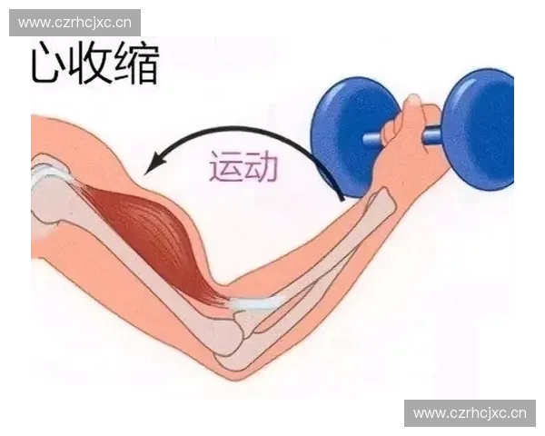 等张收缩在肌肉力量训练与康复中的机制应用研究生理基础与实践策略